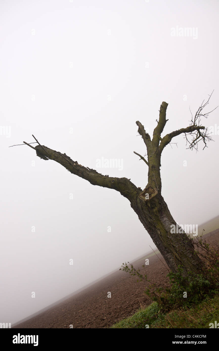 lone cherry tree along a farm road Stock Photo Alamy