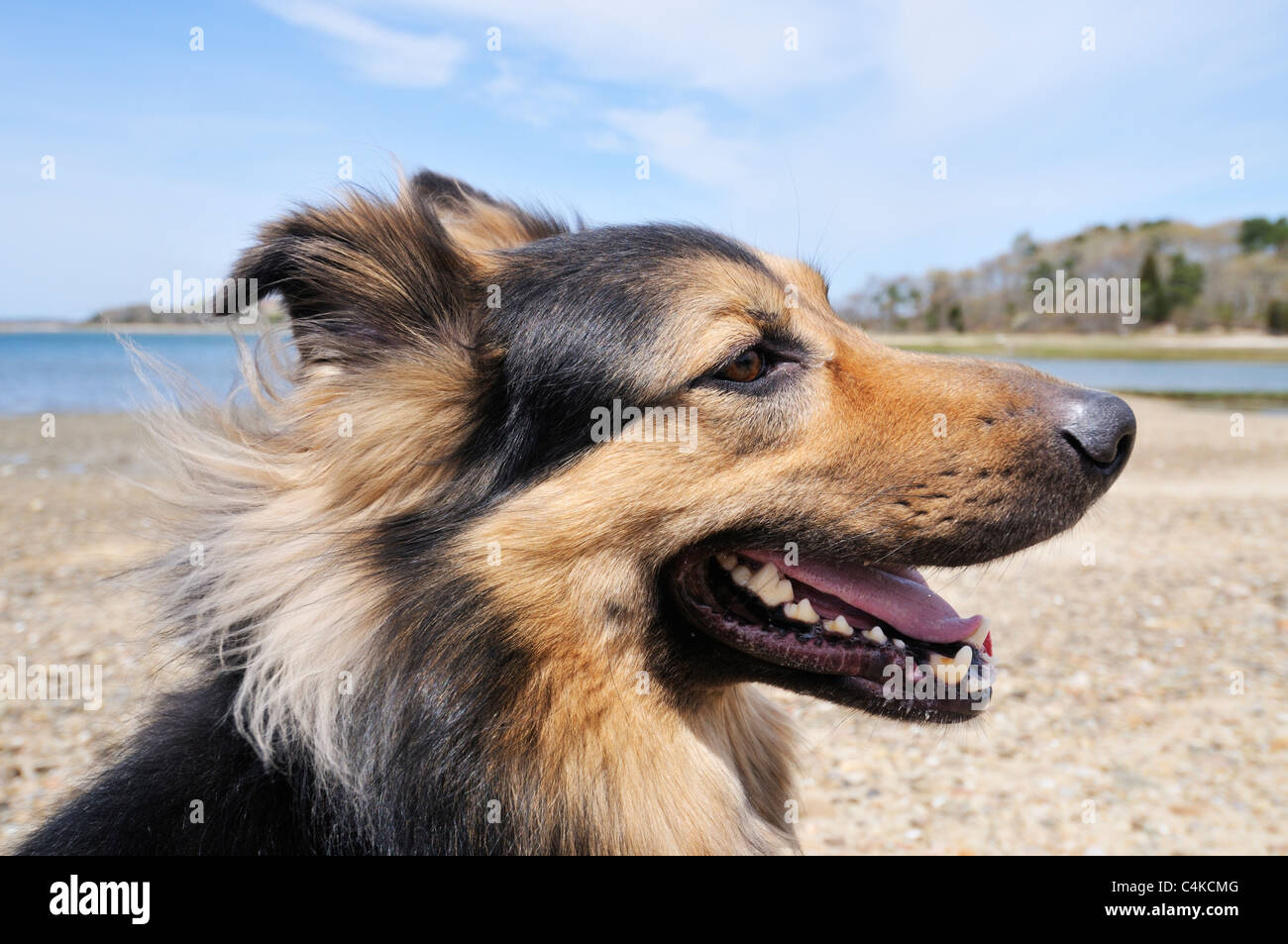 Profile of adult  long haired german shepherd dog sitting on the beach with mouth open smiling and ocean in background. USA Stock Photo