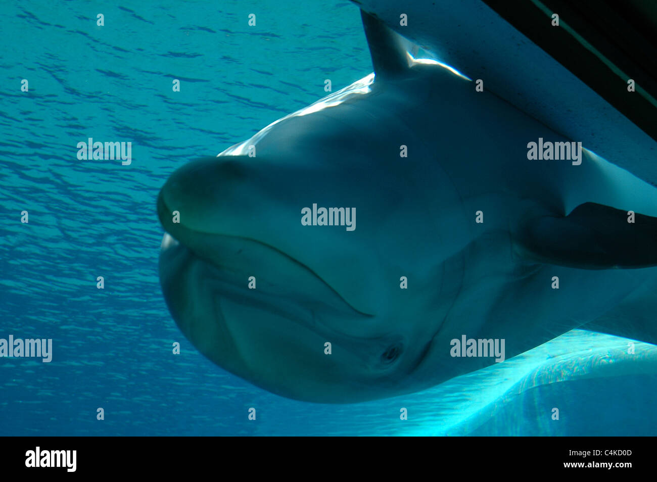 A dolphin looks through a window in the side of an aquarium at the Siegfried & Roy Secret Garden & Dolphin Habitat attraction. Stock Photo