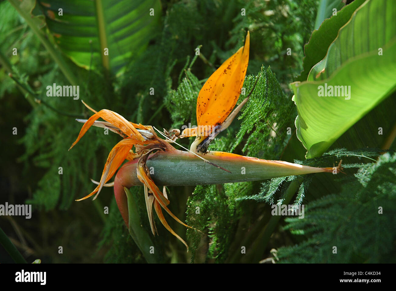The Bird of Paradise Flower is a common name for the Strelitzia plant. The plant is native to South Africa. Stock Photo