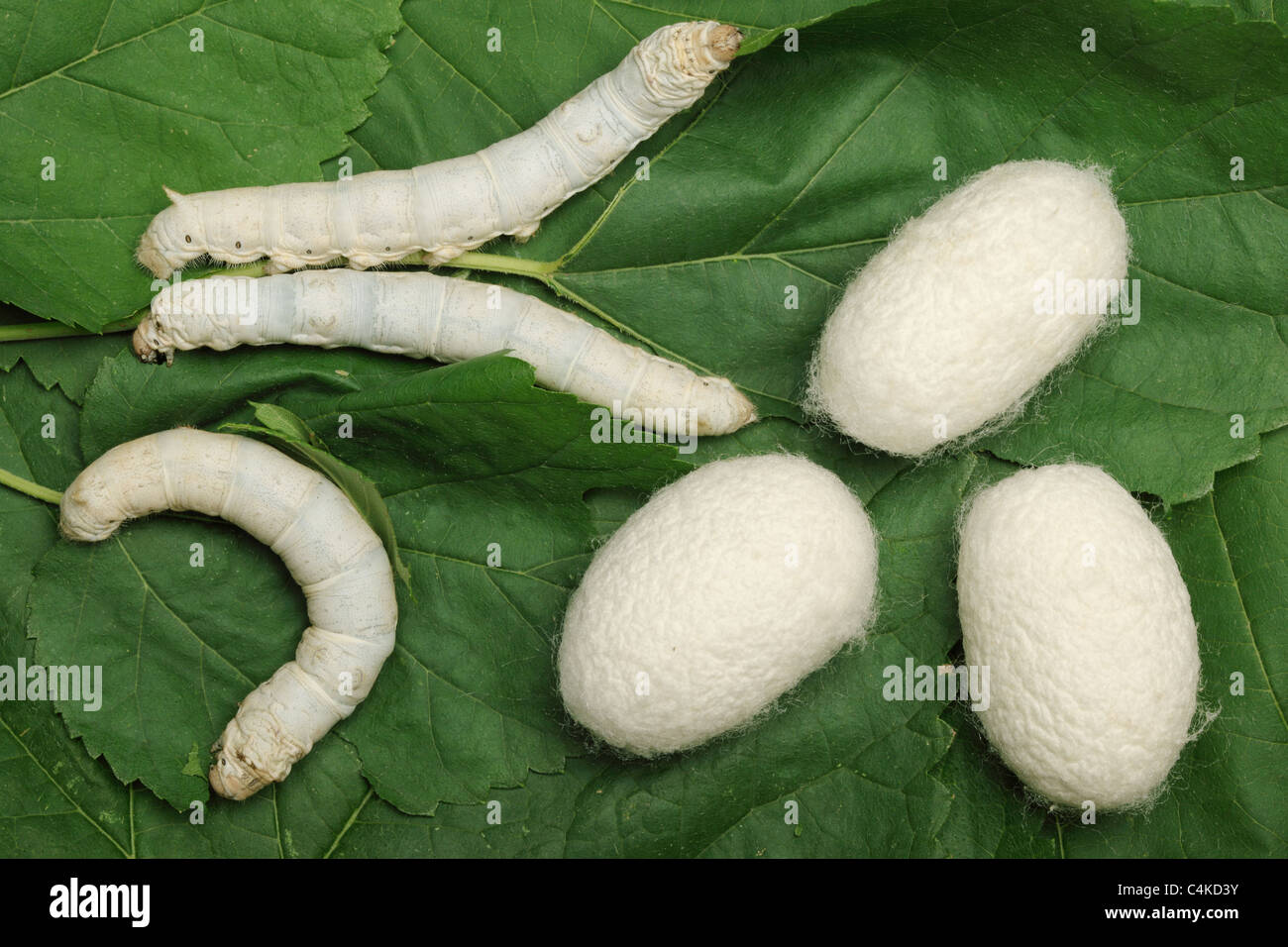 Silk Cocoons with Silkworm on Green Mulberry Leaf Stock Photo