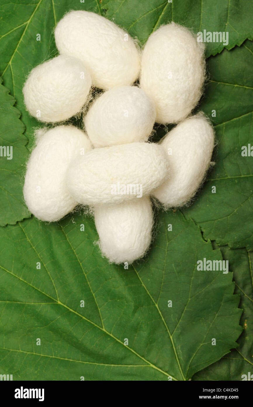 Silk cocoons on green mulberry leaf Stock Photo