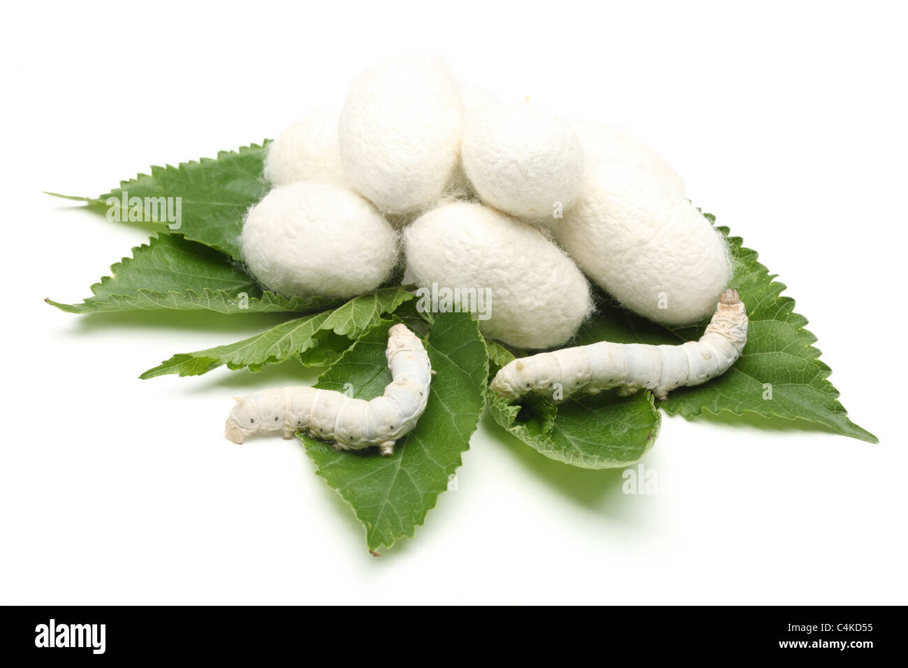Silk Cocoons with Silk Worm on Green Mulberry Leaf.Isolated on White. Stock Photo