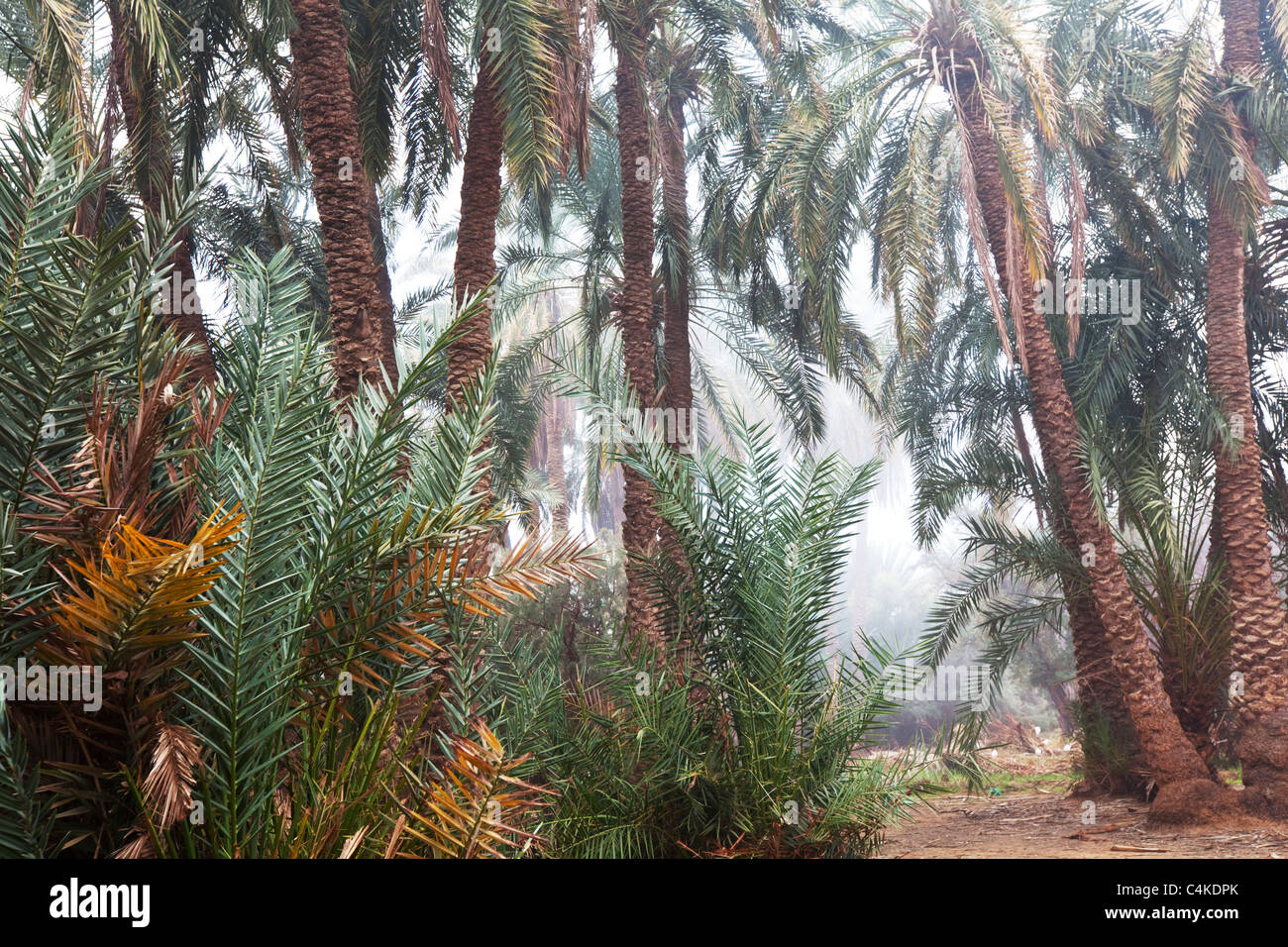 Palmtrees in Egypt Stock Photo Alamy