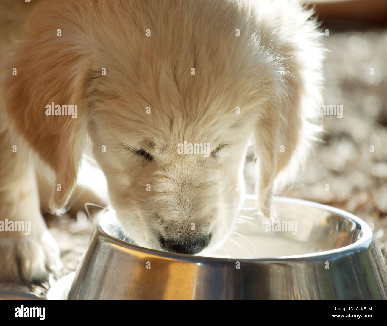 Puppy Labrador retriever eating Stock Photo Alamy