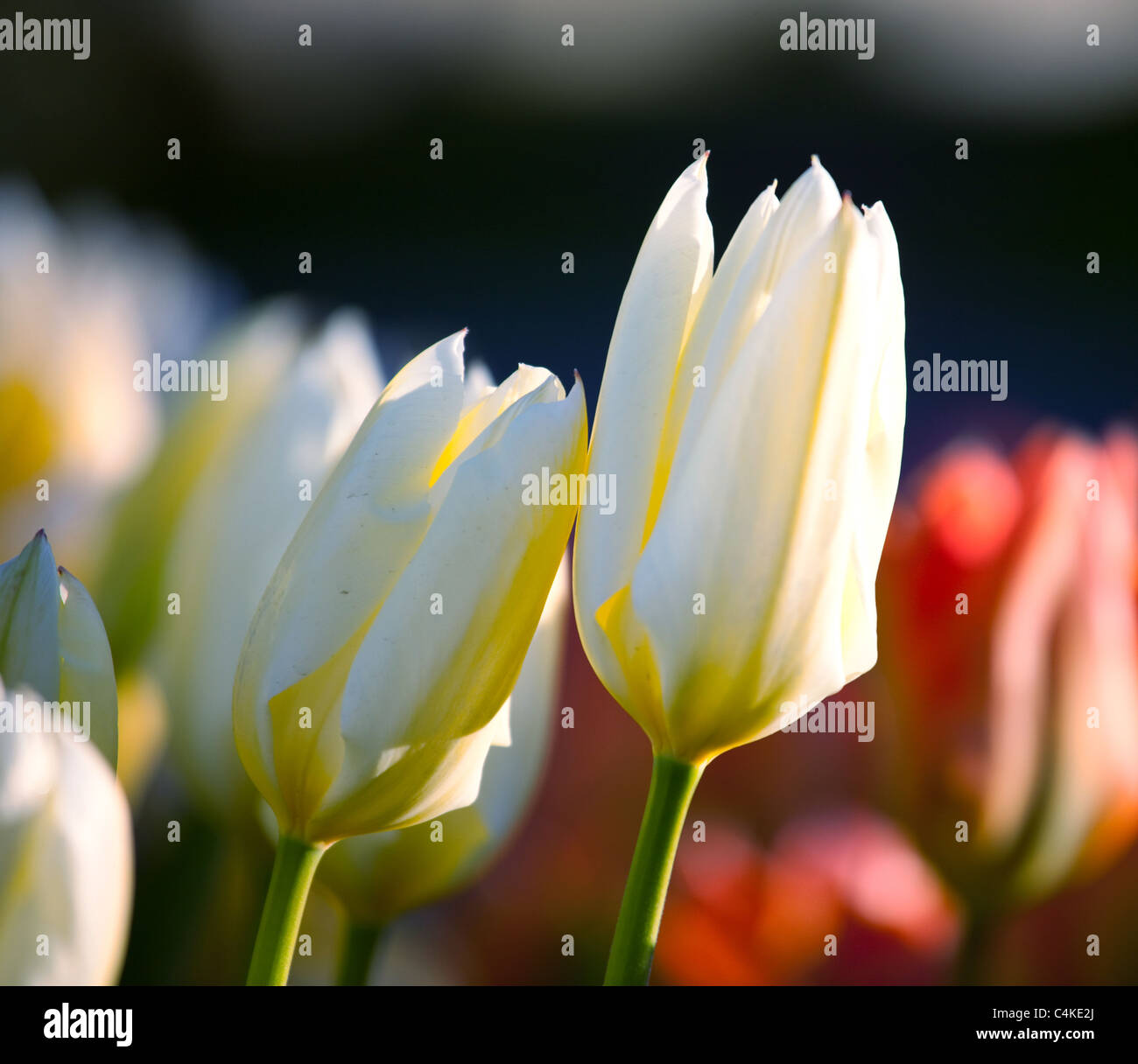 tulips in garden Stock Photo - Alamy