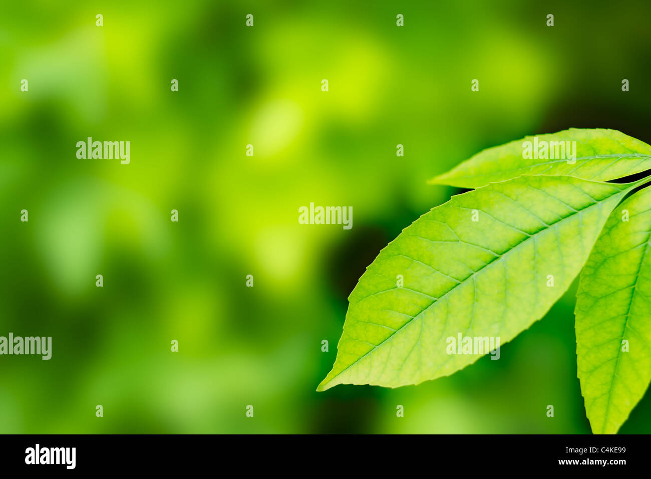 Beautiful Fresh Green Leaves as backgraund Stock Photo - Alamy