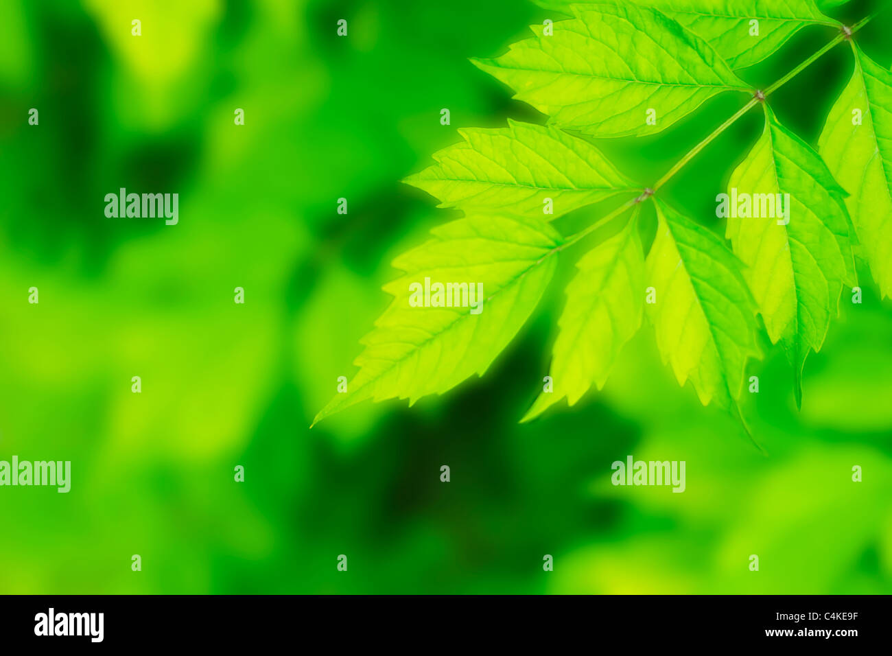 Beautiful Fresh Green Leaves as backgraund Stock Photo - Alamy