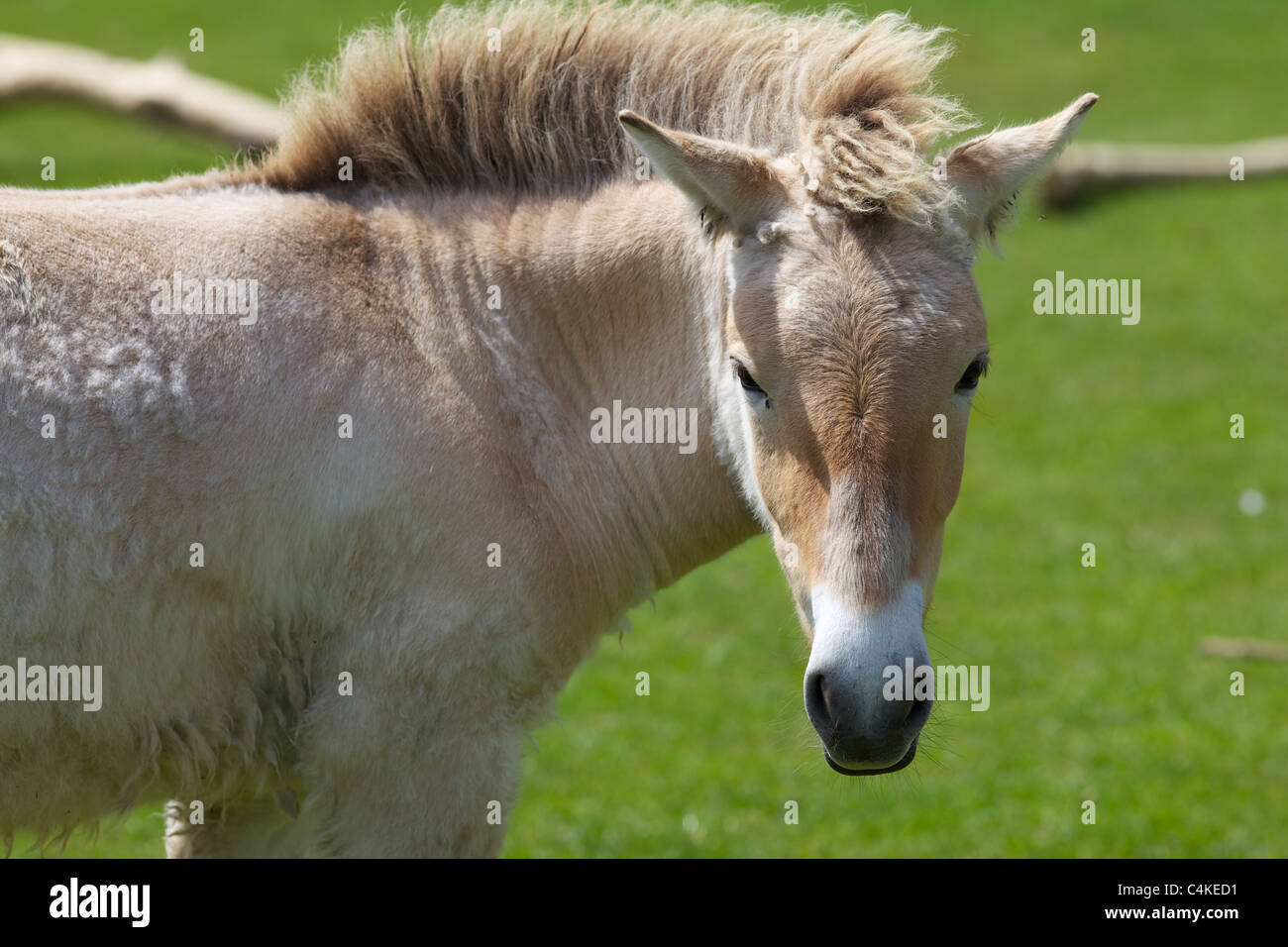 A Przewalski's horse from the Asian steppes. Whipsnade zoo, England Stock Photo
