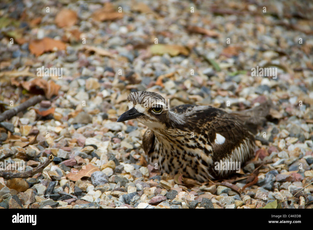 Bush fowl hires stock photography and images Alamy