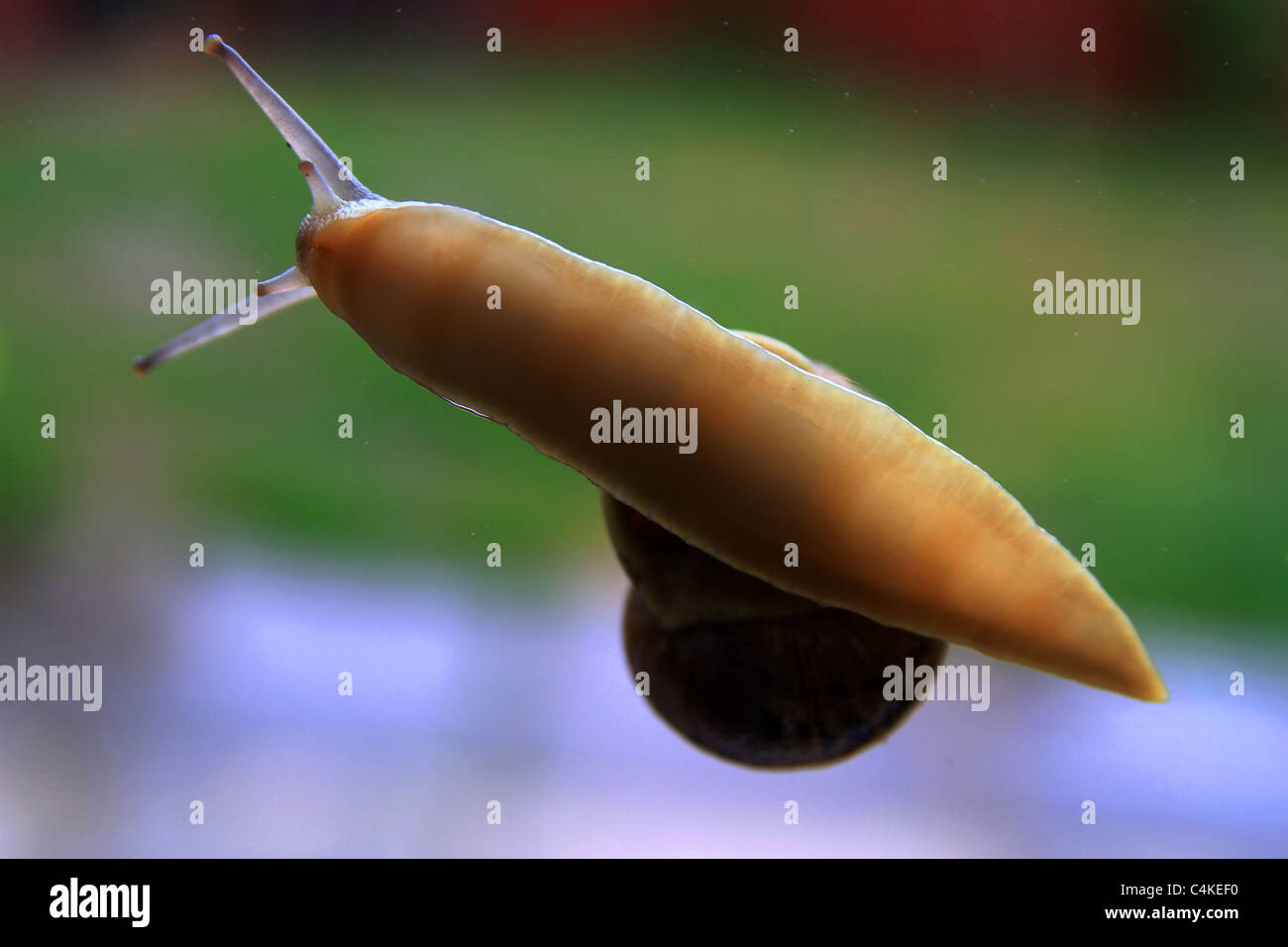 Snails are one of the earliest known types of animals in the world