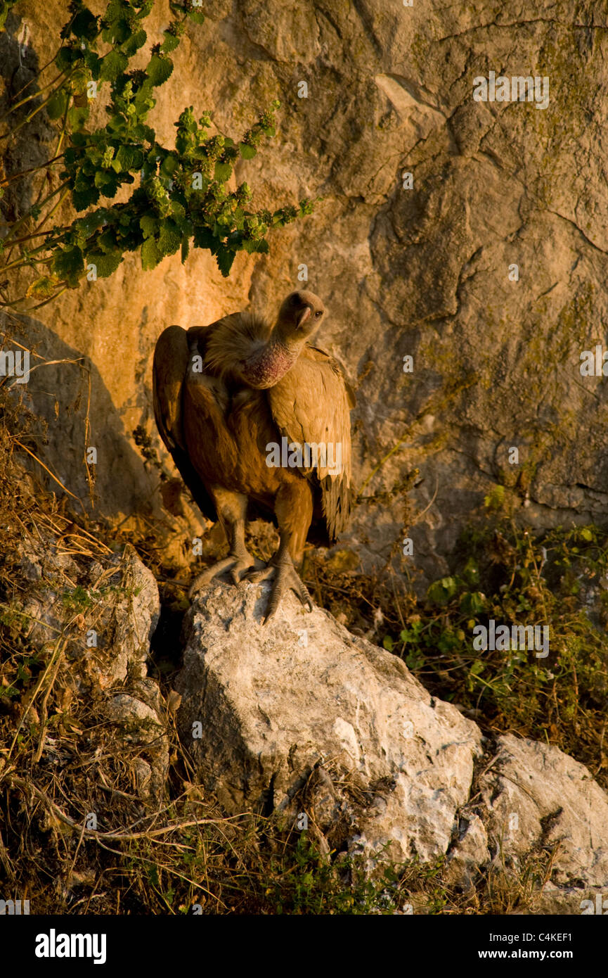 Adult Eurasian Griffon Vulture standing on boulder looking up Stock Photo