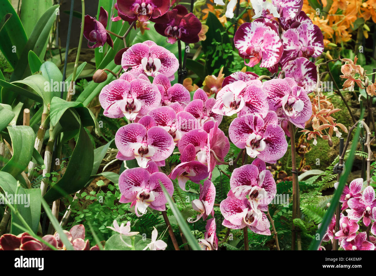 group of pink and purple Phalaenopsis orchid flowers between foliage Stock Photo