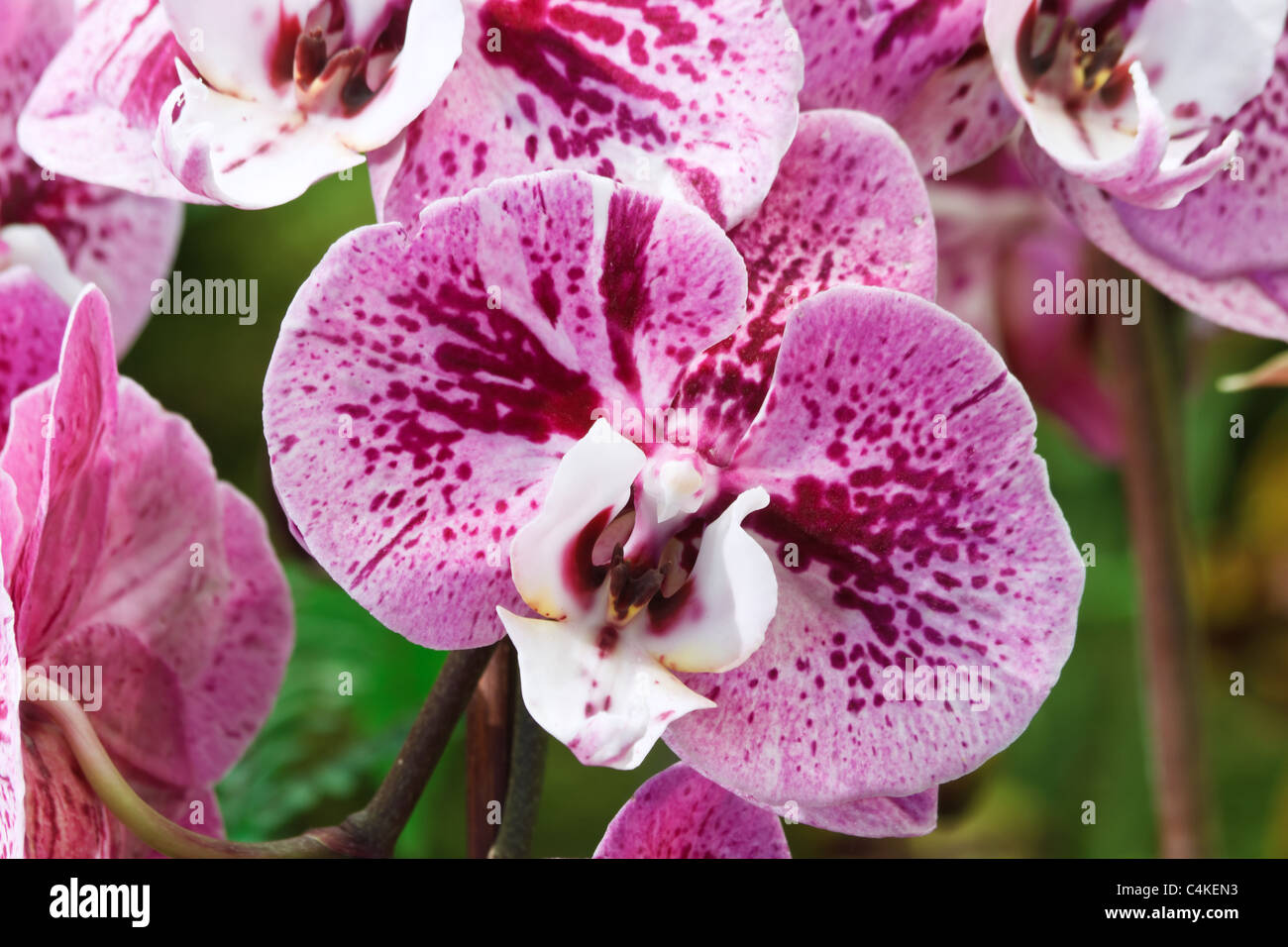 detail of hybrid orchid flower pink spotted purple Stock Photo