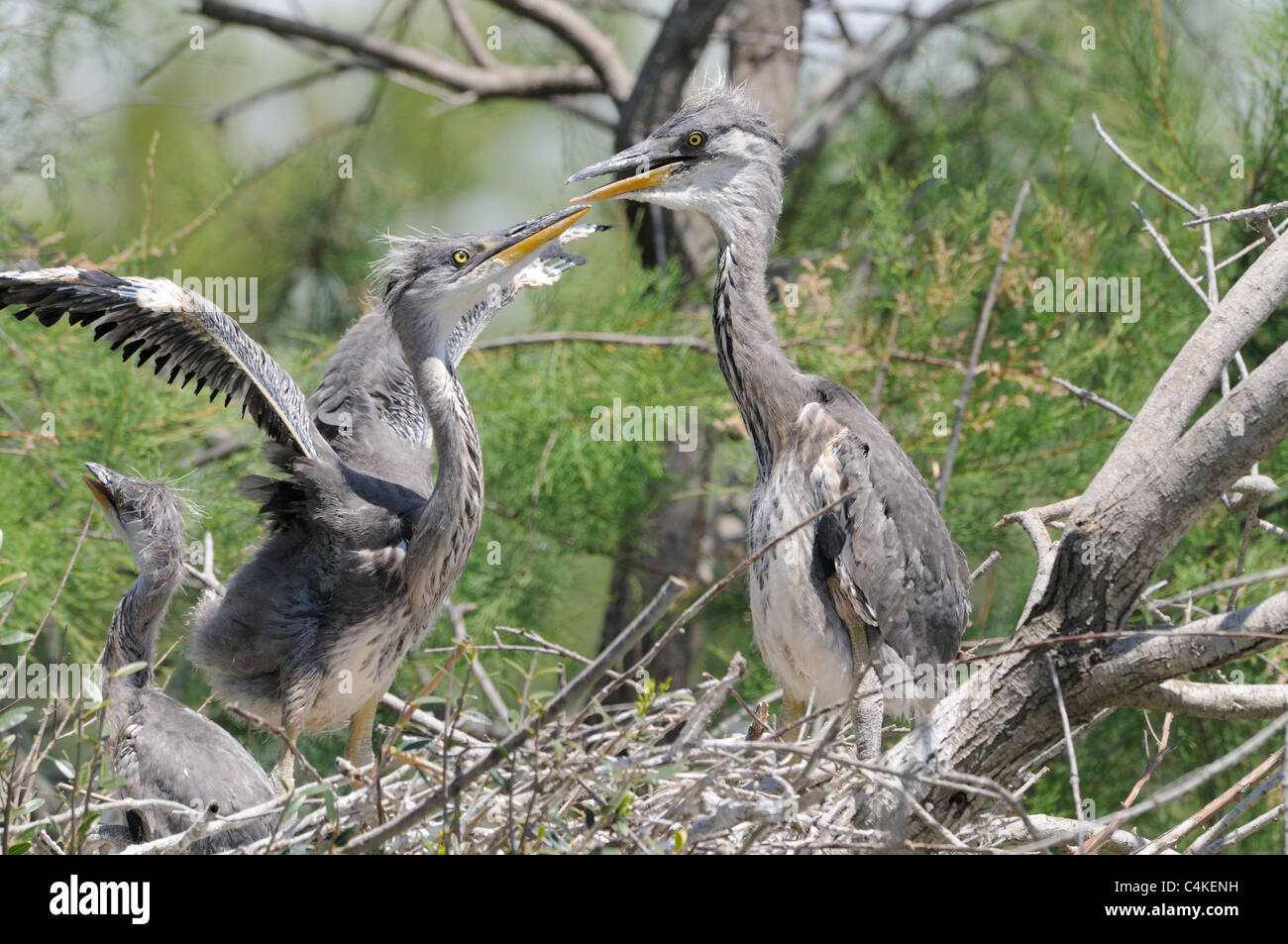 Grey Heron Ardea cinerea Chicks at nest Photographed in the Camargue, France Stock Photo