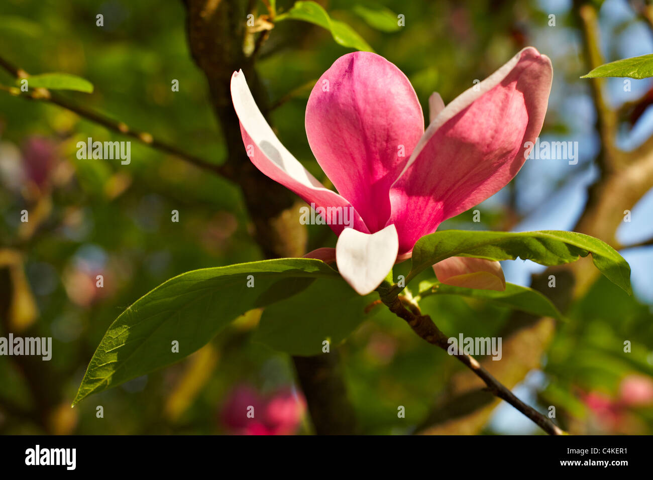 Flowering pink magnolia flower Stock Photo Alamy