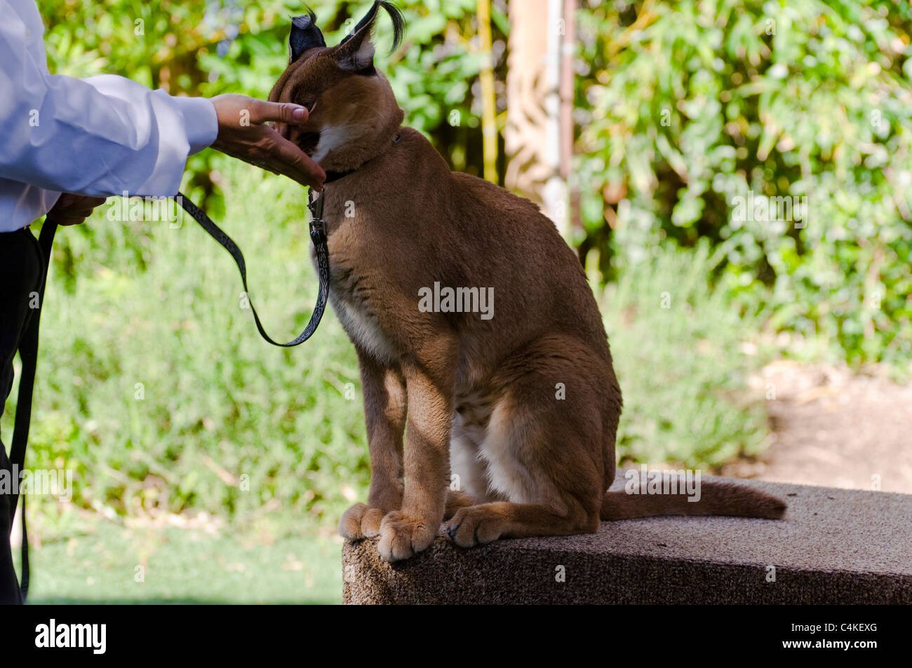 Wild animals in zoo hi-res stock photography and images - Alamy