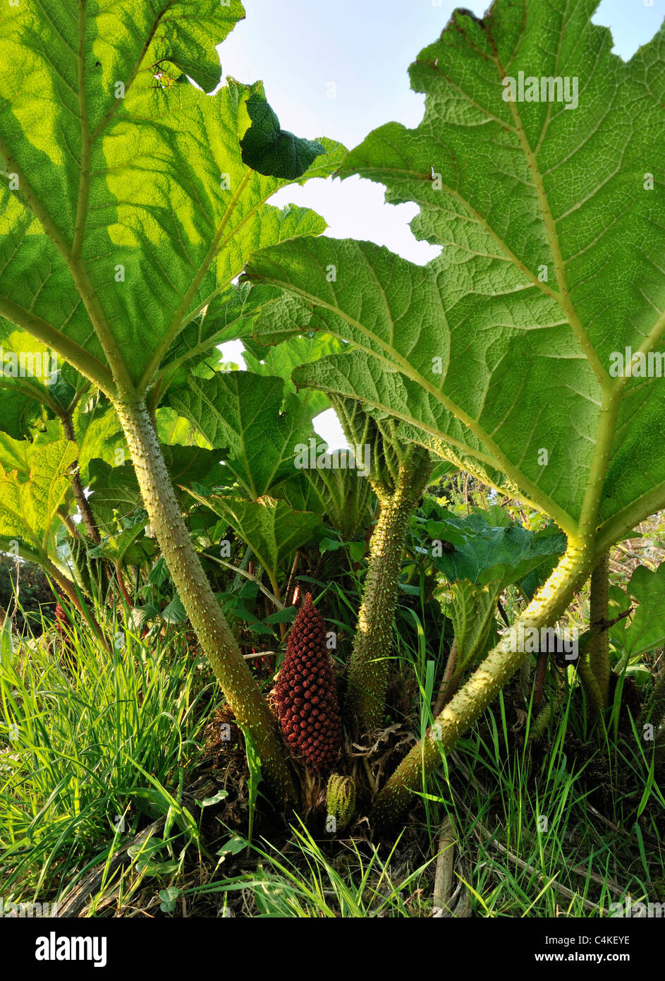 Chilean Giant Rhubarb - Gunnera tinctoria Introduced pest species in the west of Ireland Stock Photo