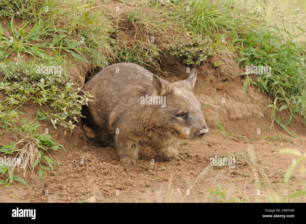 Southern Hairy-nosed Wombat Lasiorhinus latifrons Adult at burrow entrance . Captive. Photographed in Queensland, Australia Stock Photo