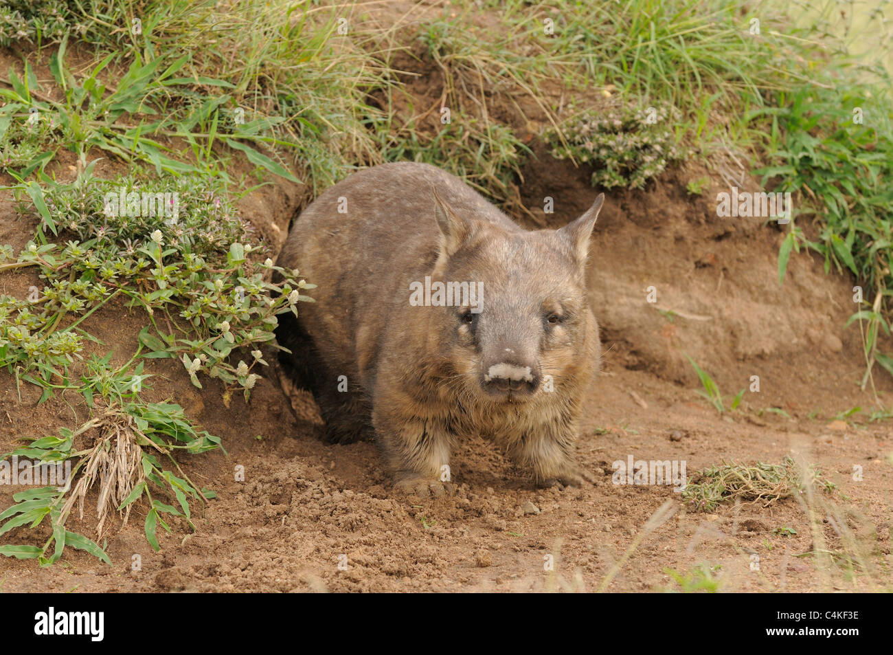 Southern Hairy-nosed Wombat Lasiorhinus latifrons Adult at burrow entrance. Captive. Photographed in Queensland, Australia Stock Photo