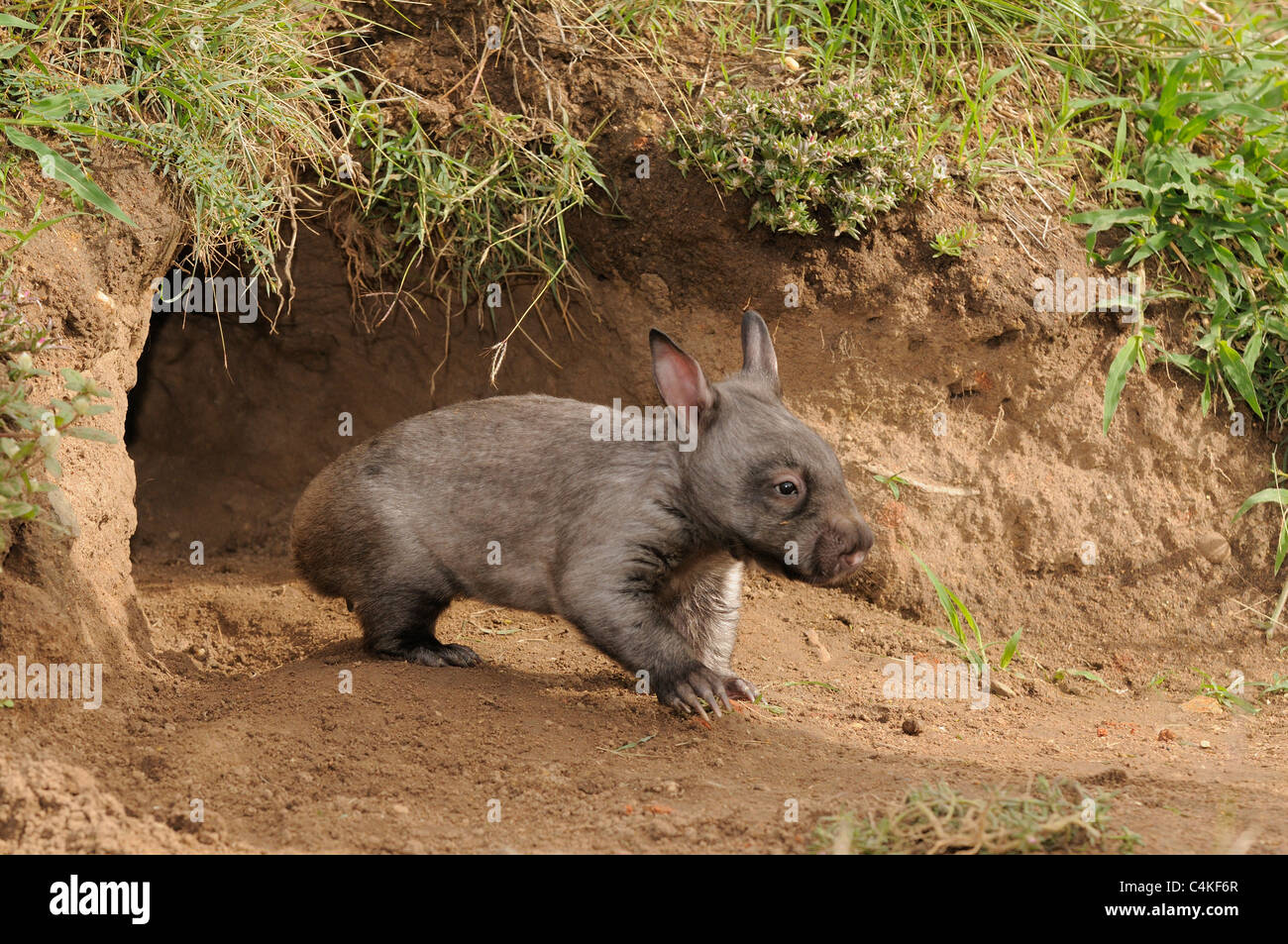 Southern Hairy-nosed Wombat Lasiorhinus latifrons Juvenile at burrow entrance . Captive. Photographed in Queensland, Australia Stock Photo