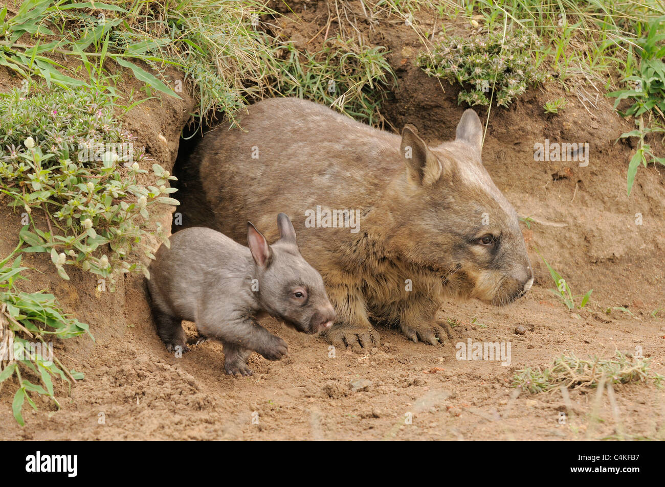 Southern Hairy-nosed Wombat Lasiorhinus latifrons. Mother and  young at burrow entrance. Captive Photographed in Queensland, AUS Stock Photo