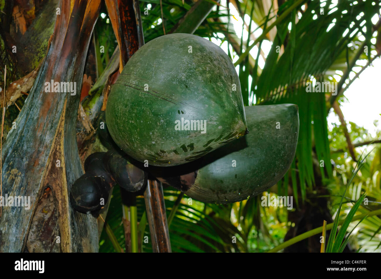 Giant fruit of Coco de Mer palm in the Vallee de Mai Praslin Island