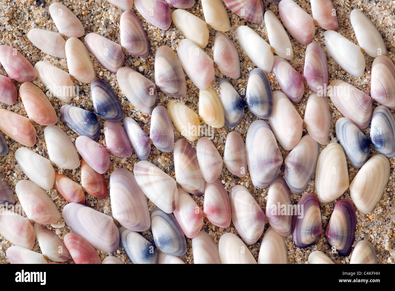 Variable Coquina Shells - Florida, USA Stock Photo