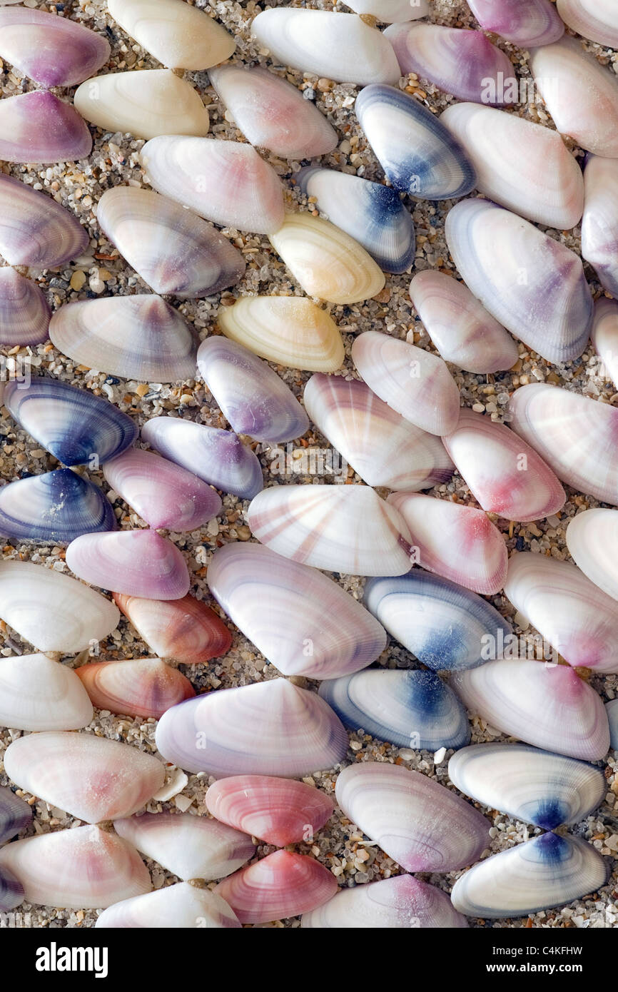 Variable Coquina Shells - Florida, USA Stock Photo