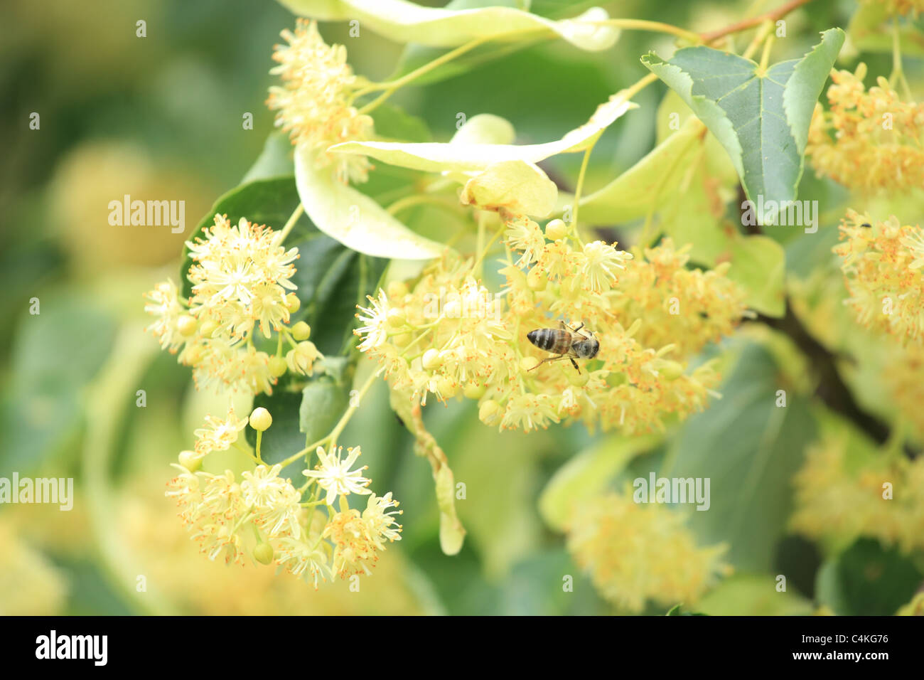 Western honey bee collecting nectar on the flowers of Small-leaved Linden tree (Tilia cordata). Location: Male Karpaty, Slovakia Stock Photo