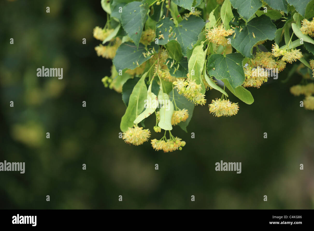Small-leaved Lime tree (Tilia cordata) flowering. Location: Male Karpaty, Slovakia. Stock Photo