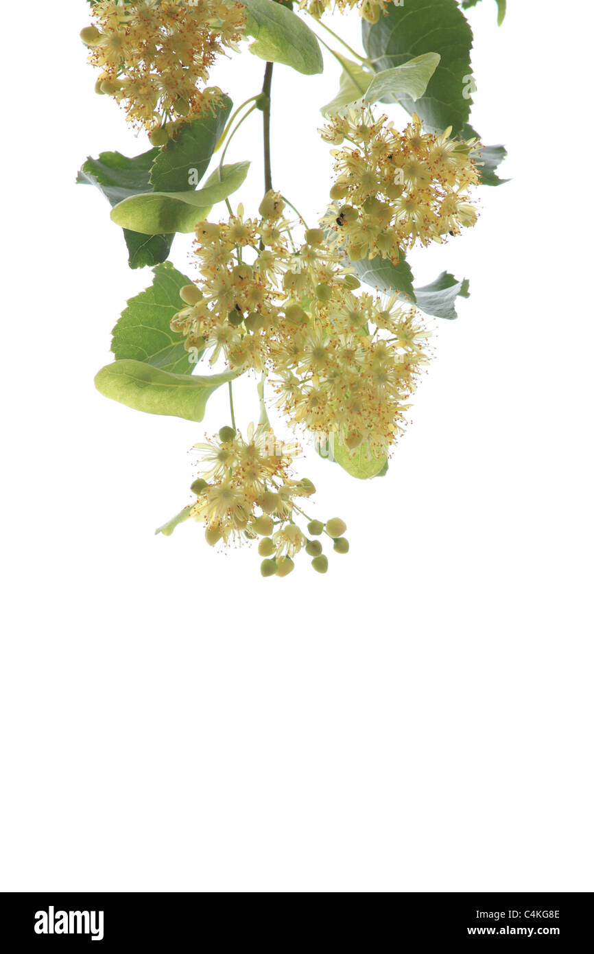The yellow flowers of Small leaved Linden tree (Tilia cordata) on white background. Location: Male Karpaty, Slovakia. Stock Photo