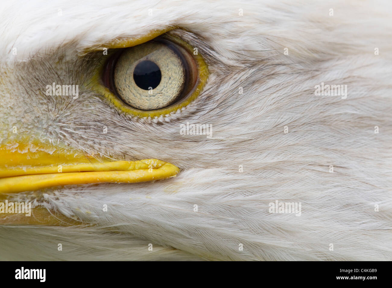 Bald Eagle; Haliaeetus leucocephalus; eye Stock Photo