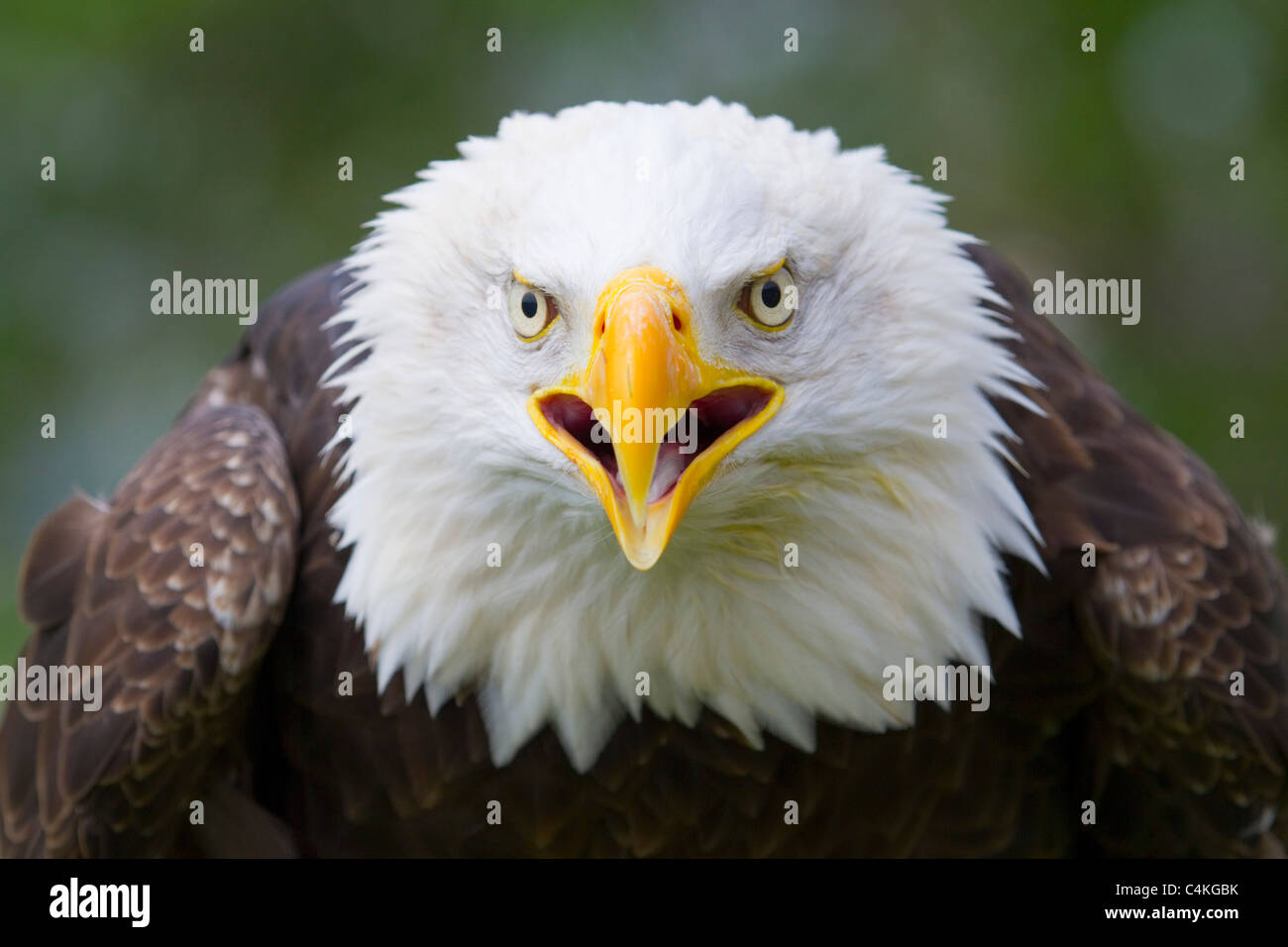 Bald Eagle; Haliaeetus leucocephalus; Stock Photo