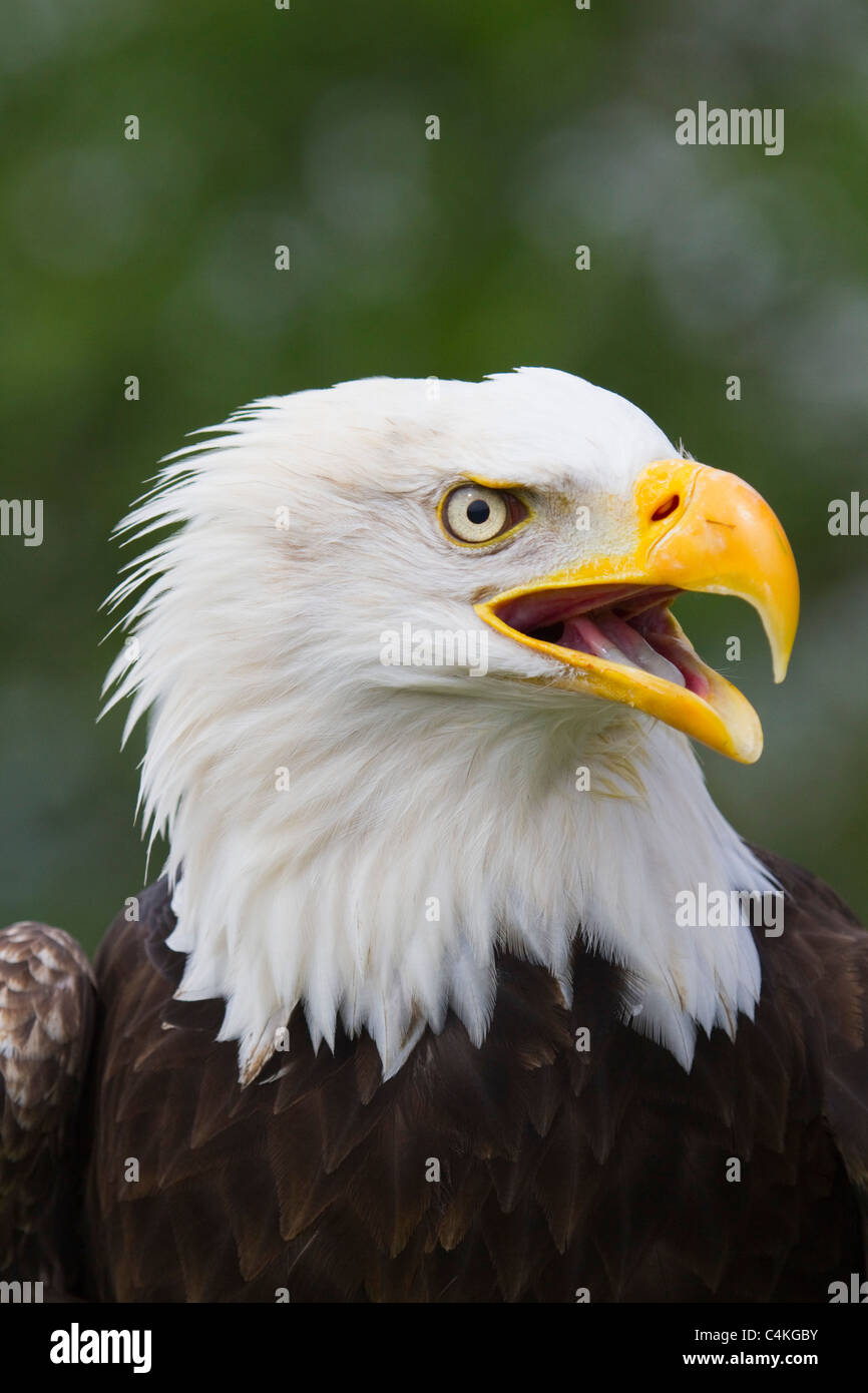 Bald Eagle; Haliaeetus leucocephalus; head Stock Photo