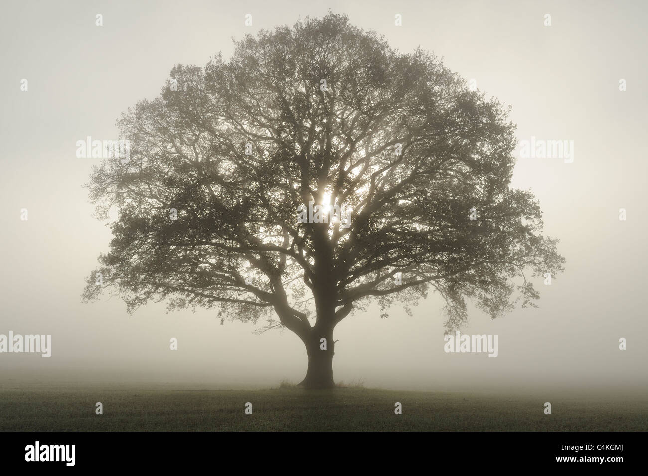 Beech tree silhouette hi-res stock photography and images - Alamy
