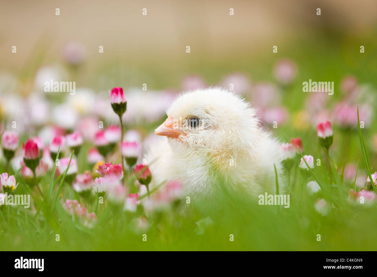 Chick amongst daisies; Cornwall Stock Photo