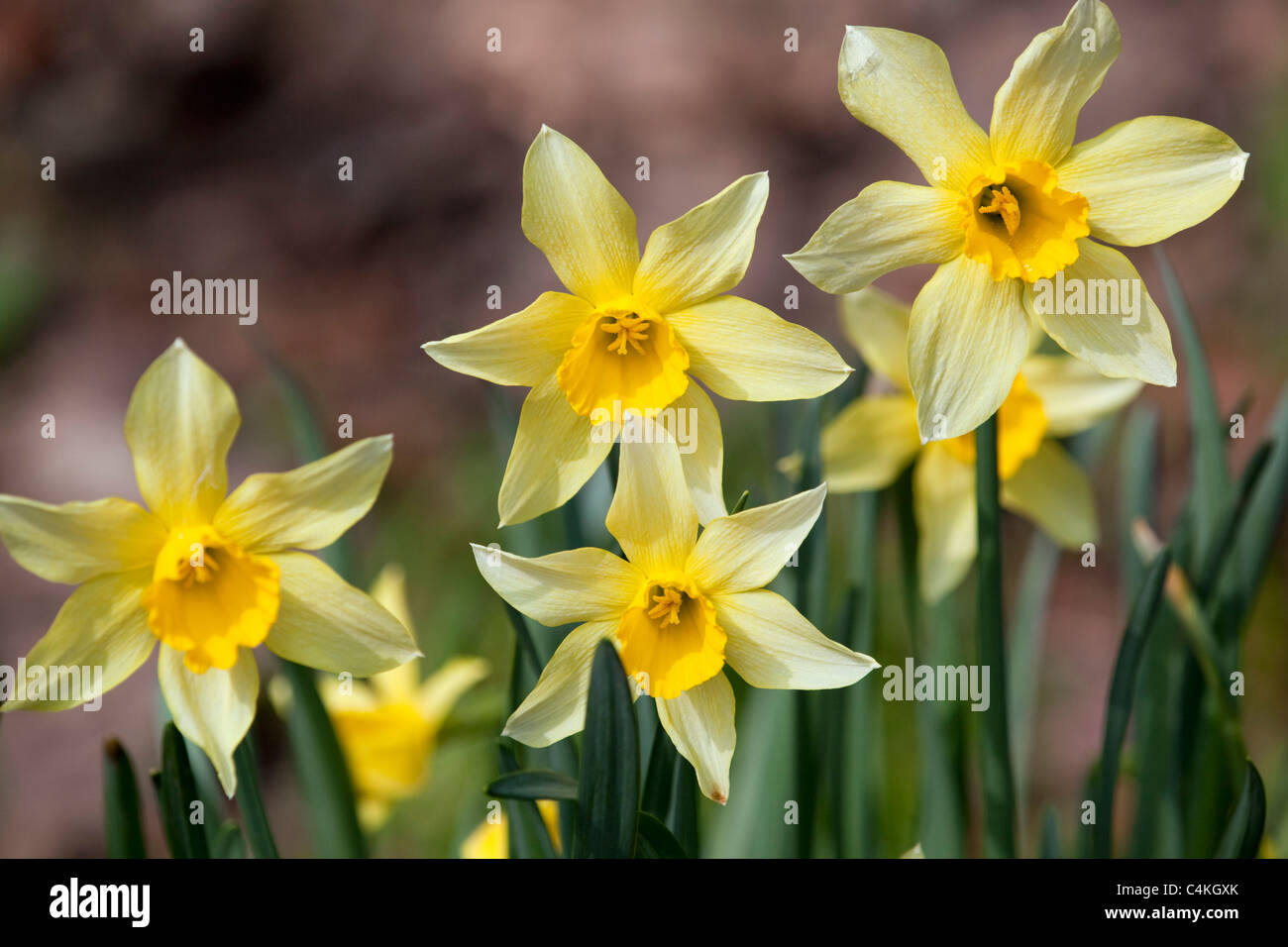 Daffodils; Narcissus; Cornwall Stock Photo