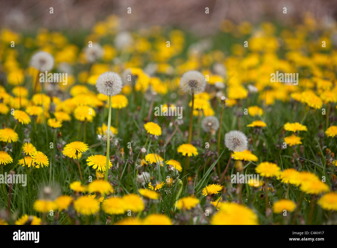 Dandelion; Taraxacum officinale; flowers and seed heads Stock Photo