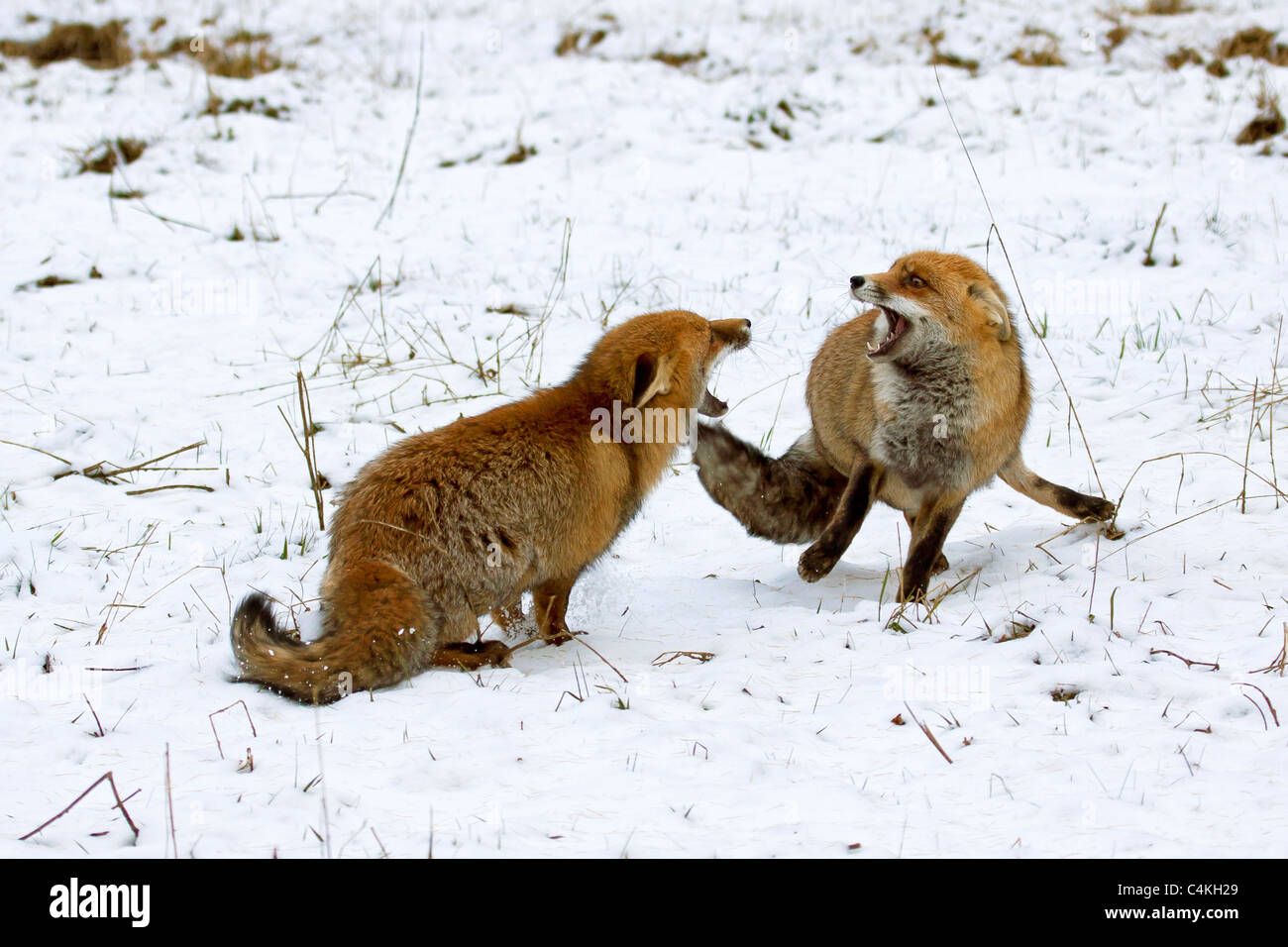 Two Red foxes (Vulpes vulpes) fighting aggressively in the snow in winter Stock Photo