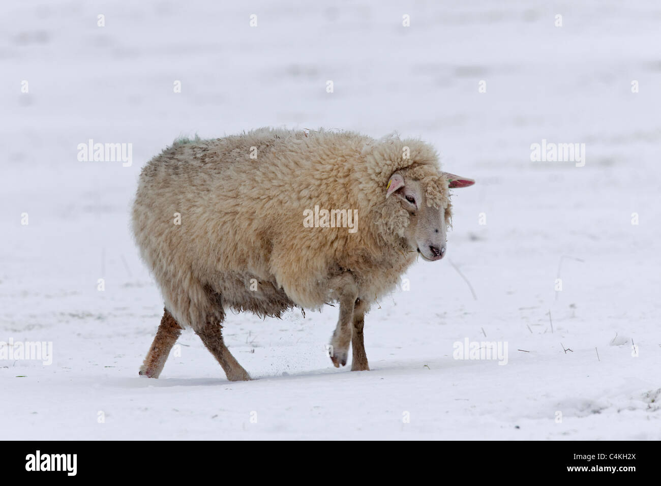 Domestic sheep (Ovis aries) in the snow in winter, Germany Stock Photo