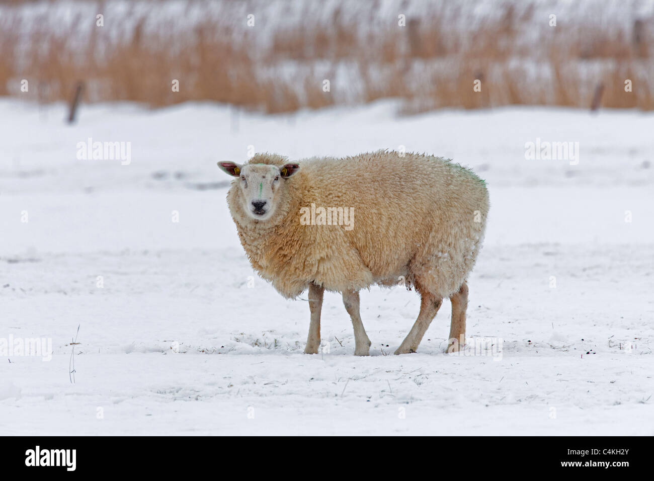 Domestic sheep (Ovis aries) in the snow in winter, Germany Stock Photo