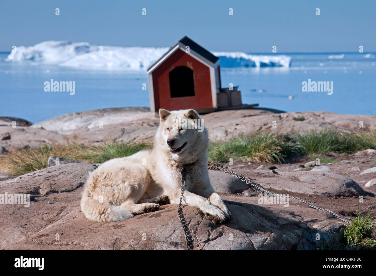 Greenland dog (Canis lupus familiaris), sledge dog and doghouse, Ilulissat, West-Greenland, Greenland Stock Photo