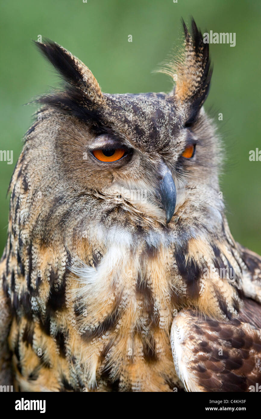 Eagle Owl; Bubo bubo; captive bird Stock Photo