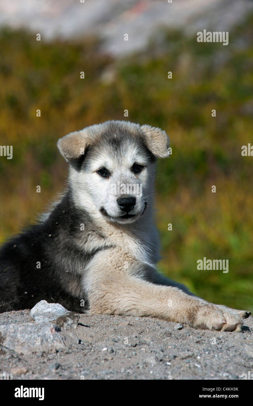 Greenland dog (Canis lupus familiaris), sledge dog pup, Ilulissat, West-Greenland, Greenland Stock Photo