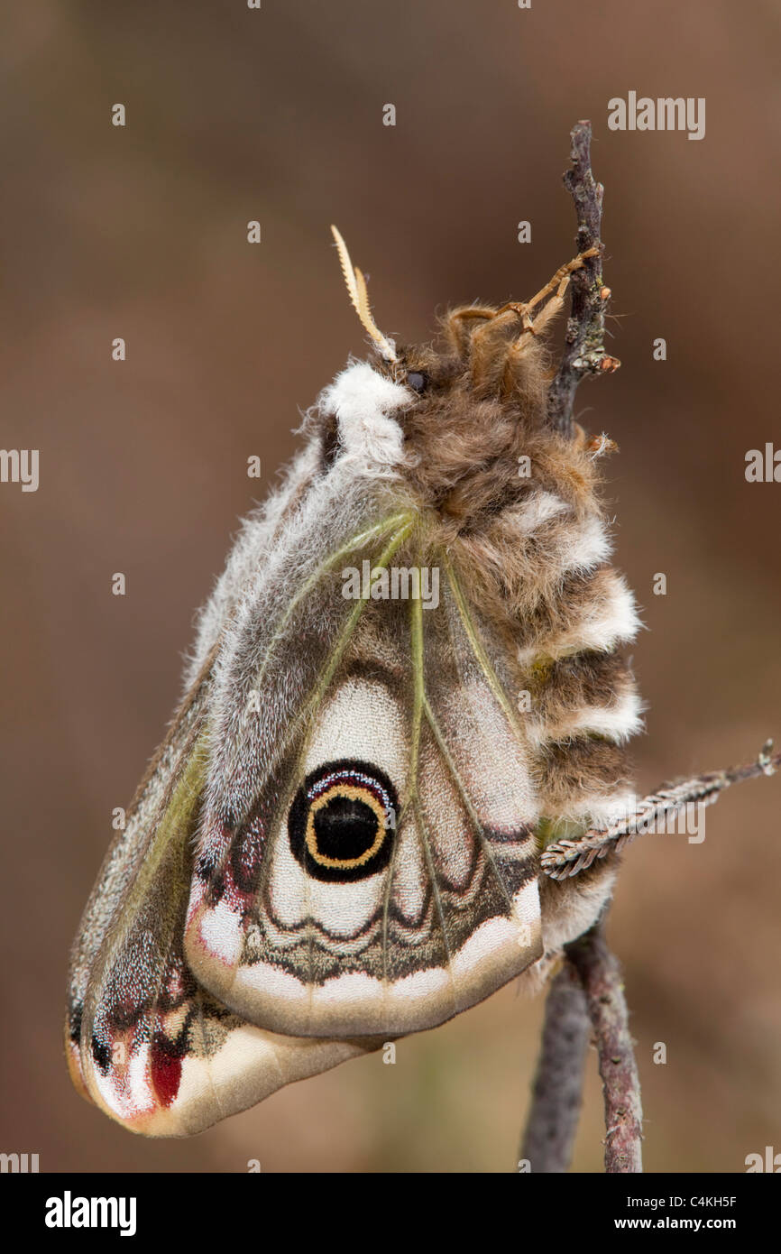 Emperor Moth; Saturnia pavonia; female recently emerged Stock Photo - Alamy