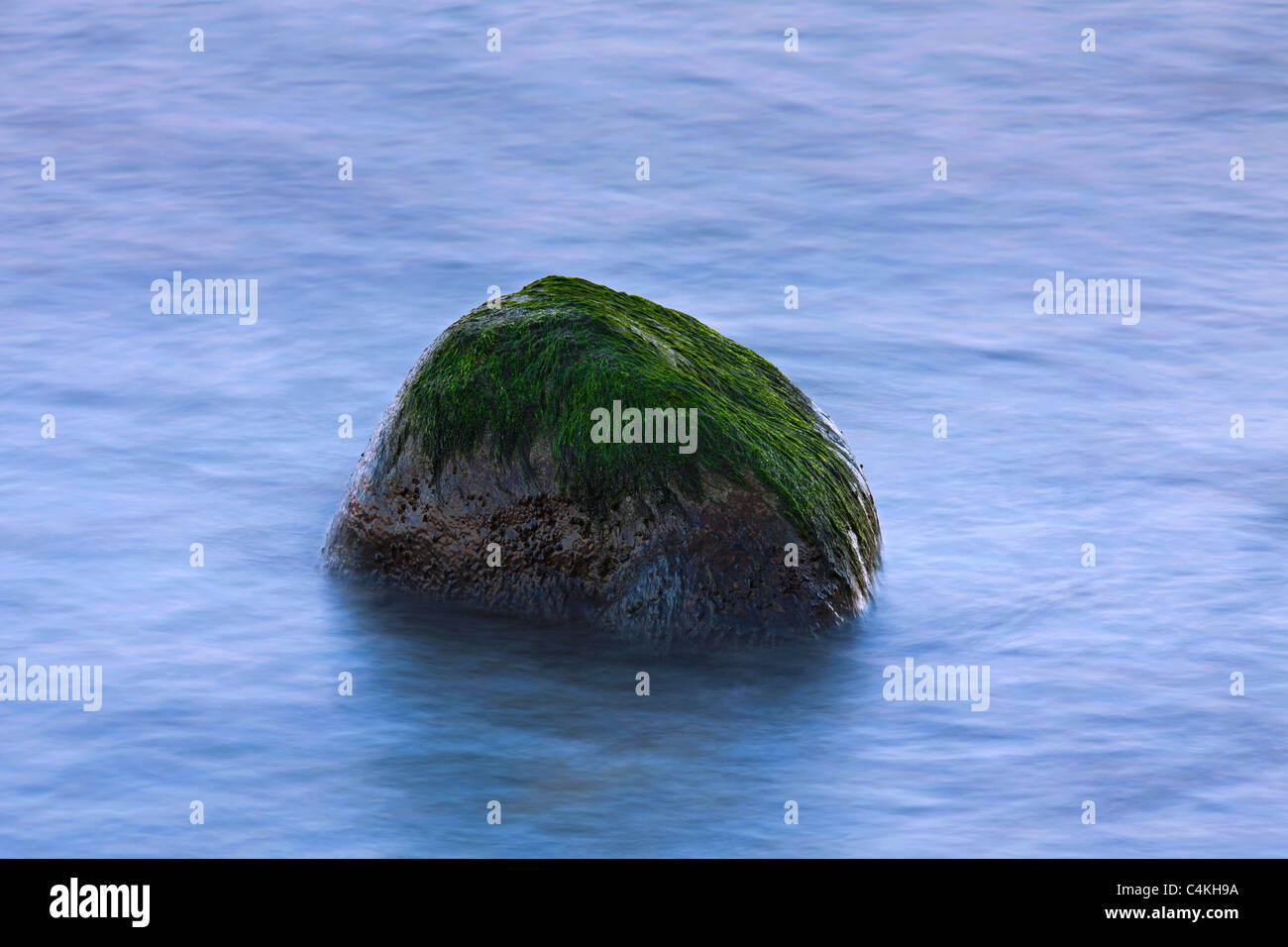 Rock-weed / Seabeard (Cladophora rupestris) growing on rock in tidal waters, Germany Stock Photo