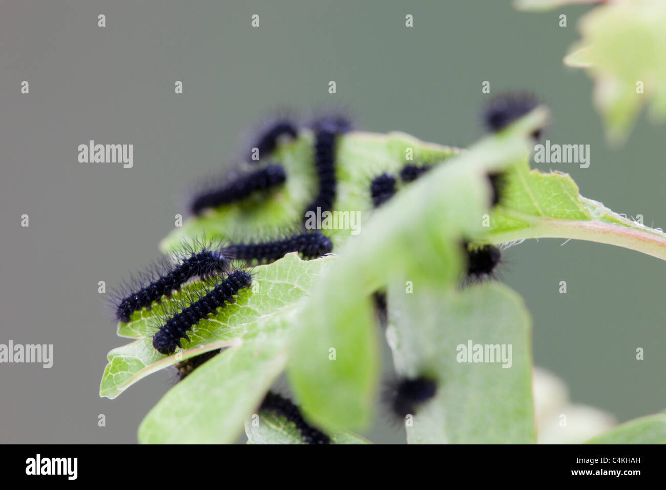 Emperor Moth; Saturnia pavonia; larvae newly hatched Stock Photo