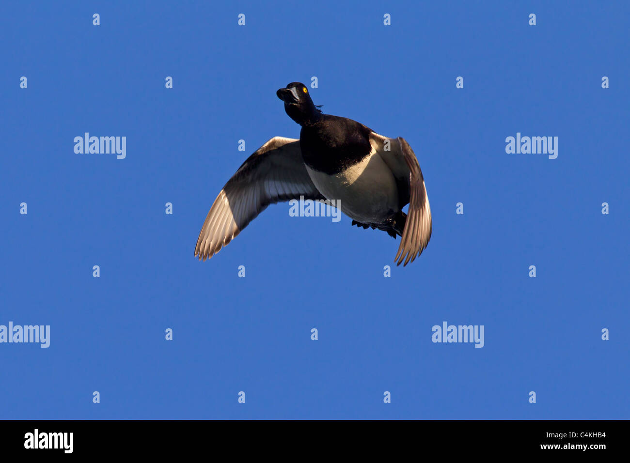 Tufted duck (Aythya fuligula) male in flight, Germany Stock Photo