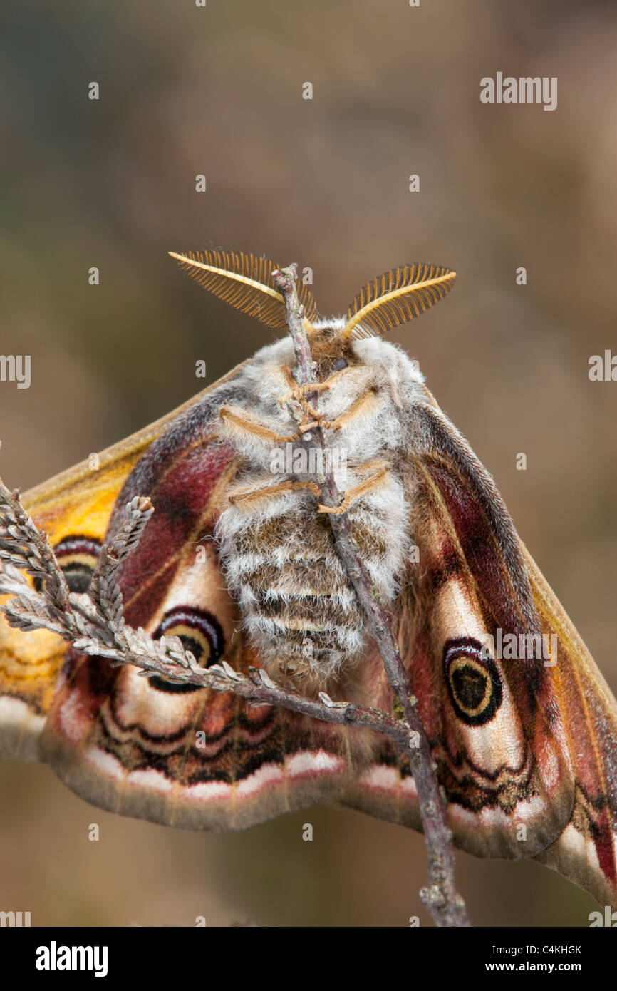 Emperor Moth; Saturnia pavonia; male Stock Photo